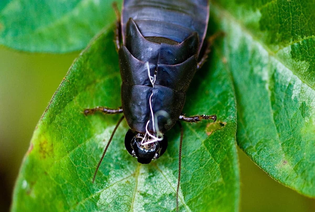 Indian Scientist discovered magical benefits of cockroach milk