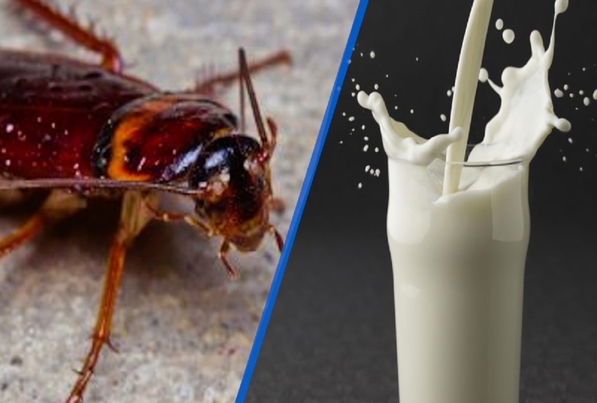 Indian Scientist discovered magical benefits of cockroach milk