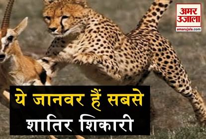 अपने शिकार को दबोचने में माहिर हैं ये जानवर, इनके निशाने पर जो आया, बच न  पाया - Animal Hunting Video- Amar Ujala Hindi News Live
