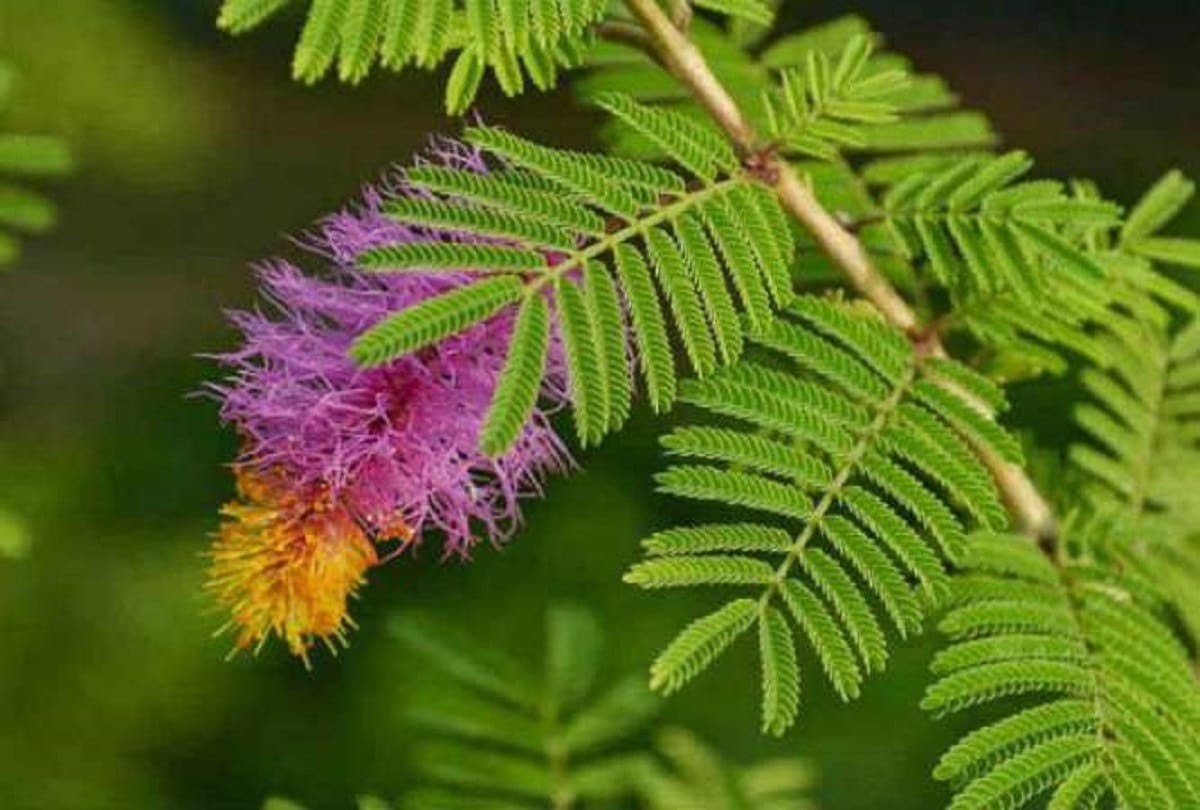 shami plant importance according to religion