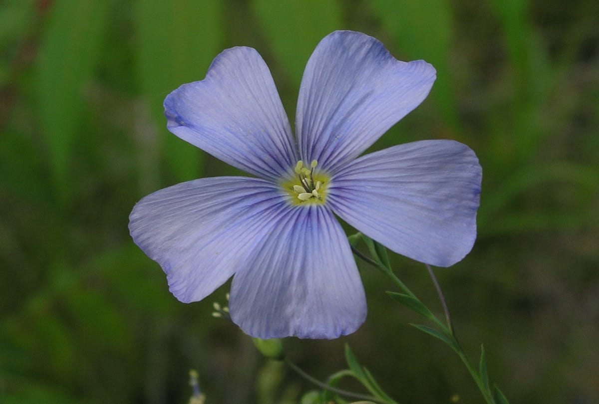 Shubhra, Shekhar linseed to remove cholesterol, prostate cancer