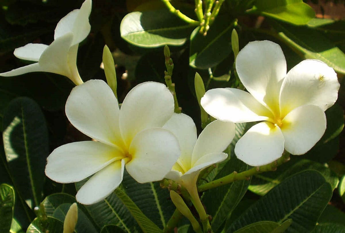know favorite flowers of lord shiva for mahashivratri puja