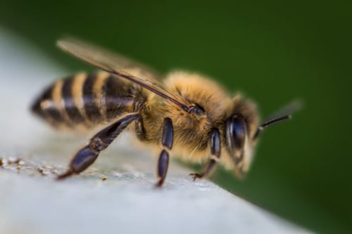 world bee day 200 know history and significance of bee day