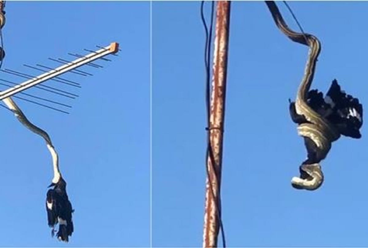 hanging huge python on tv antenna eating currawong bird on rooftop video viral