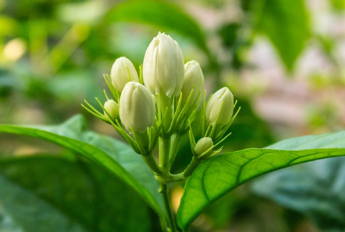 Keep jasmine,tulsi,cactus,bamboo and aloe vera plant at home, then see what is amazing