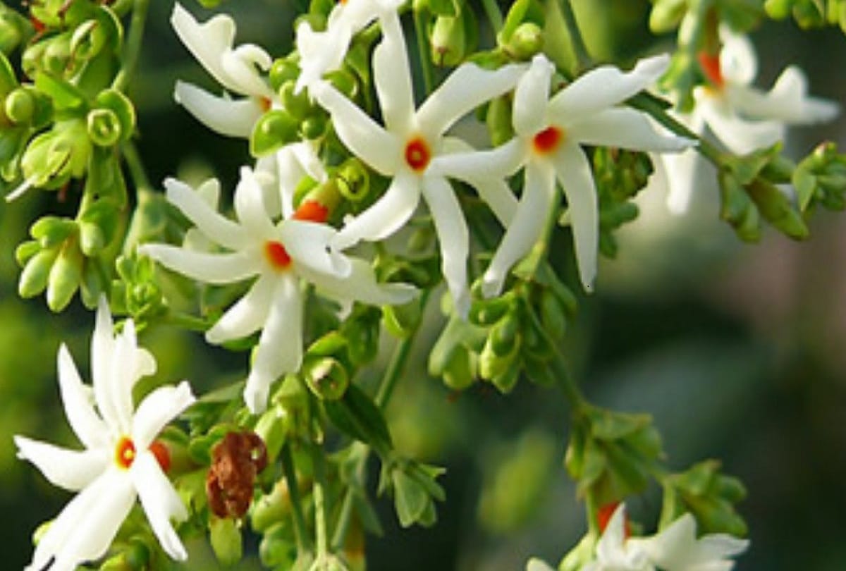 Vastu Tips For Parijat Plant or Harsingar may bring goodluck in Hindi