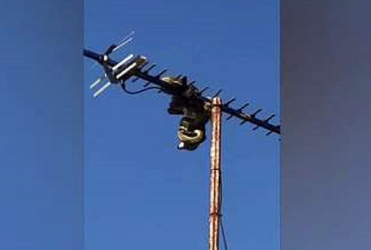 hanging huge python on tv antenna eating currawong bird on rooftop video viral