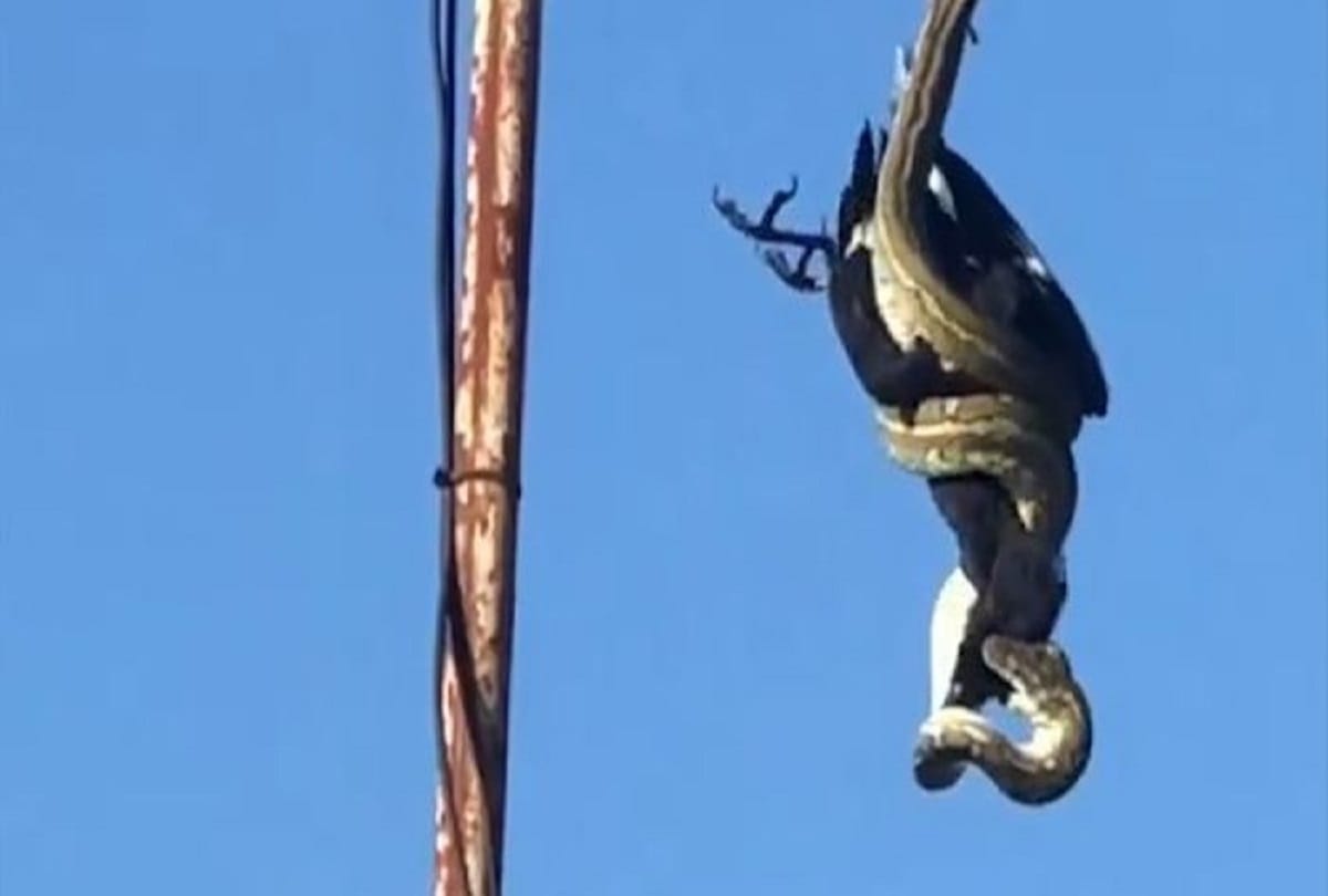 hanging huge python on tv antenna eating currawong bird on rooftop video viral
