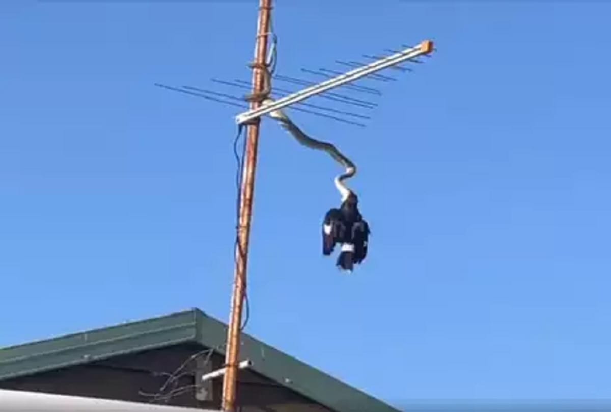 hanging huge python on tv antenna eating currawong bird on rooftop video viral