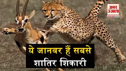 animal hunting video