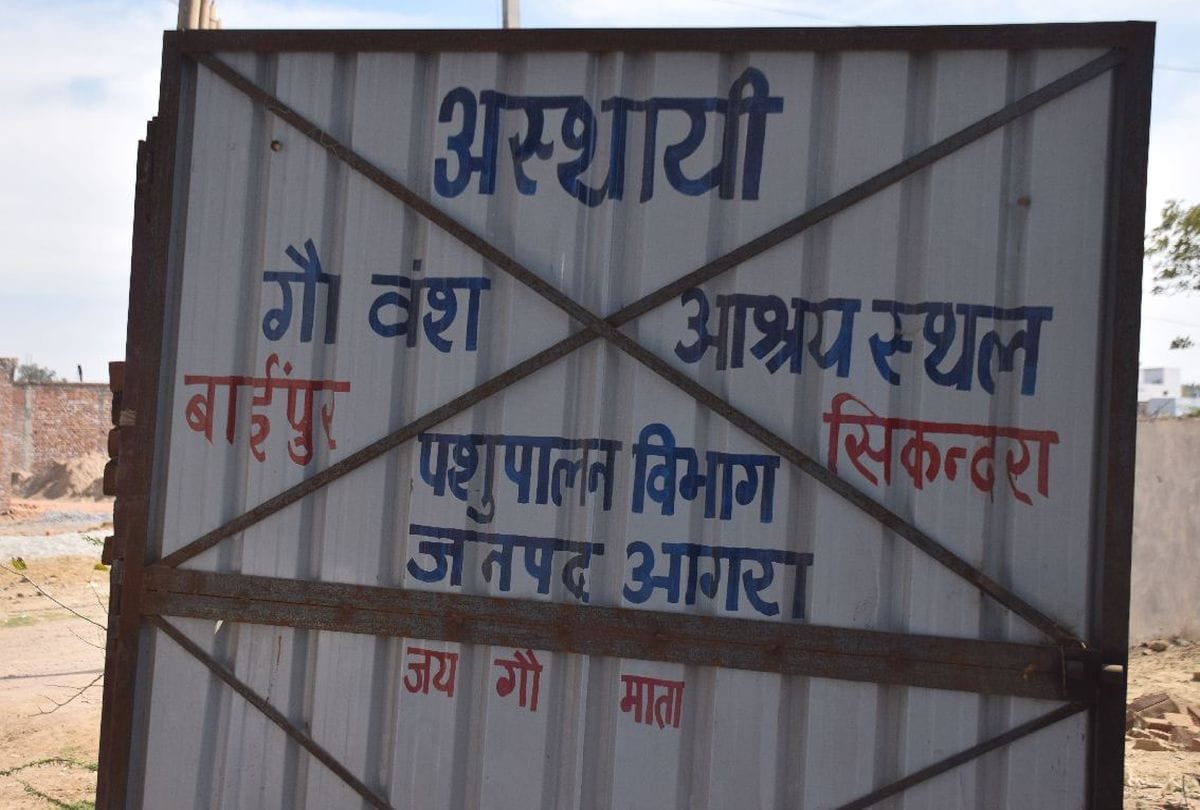 Govansh hunger and thirst in temporary goshala of agra