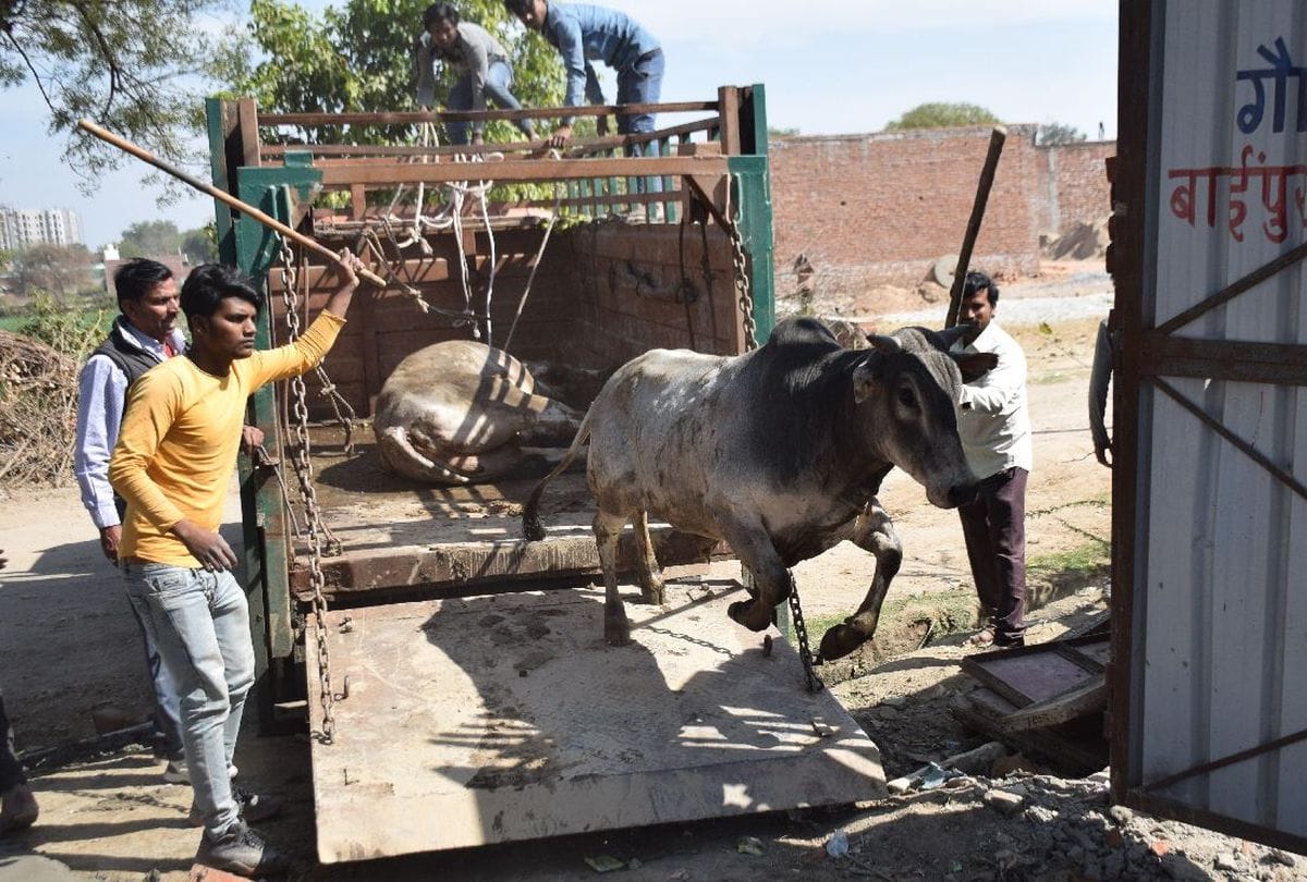 Govansh hunger and thirst in temporary goshala of agra