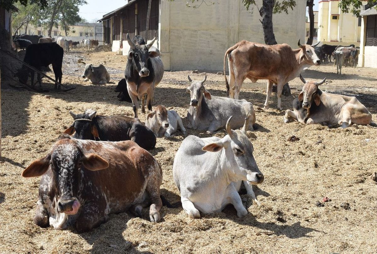 cattles are in bad condition in the new Goshala of Pisawa