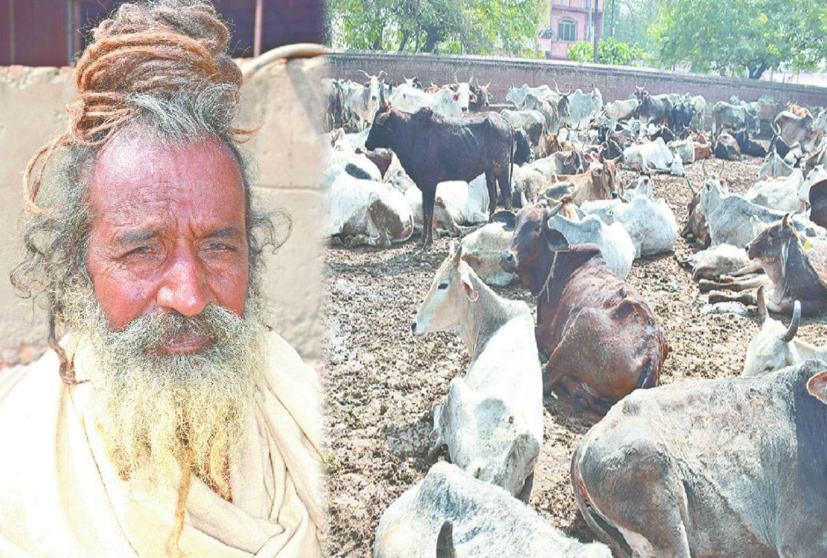 six thousand cows living in shripad goshala vrindavan