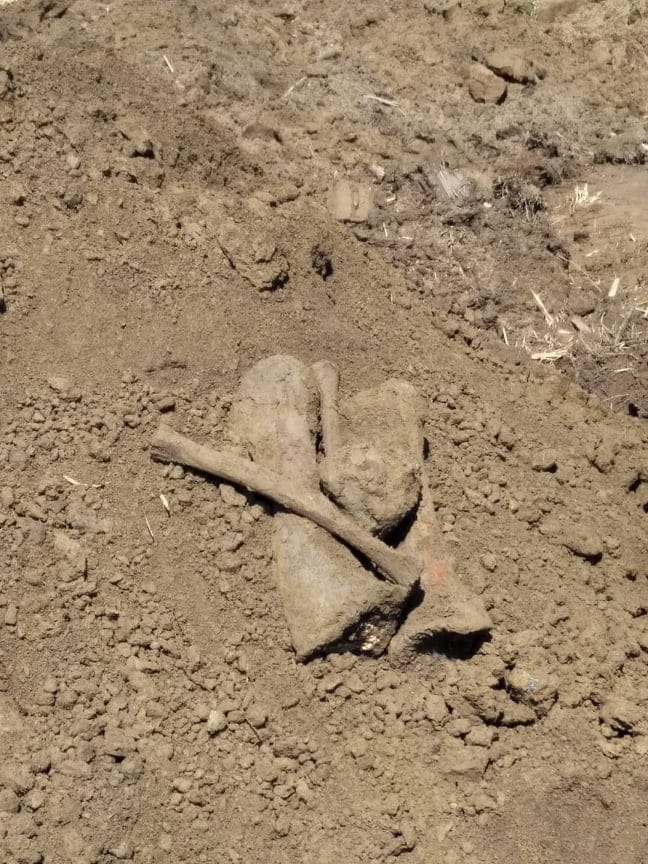Elephant bones found in Excavation of farmer field after five years in nainital