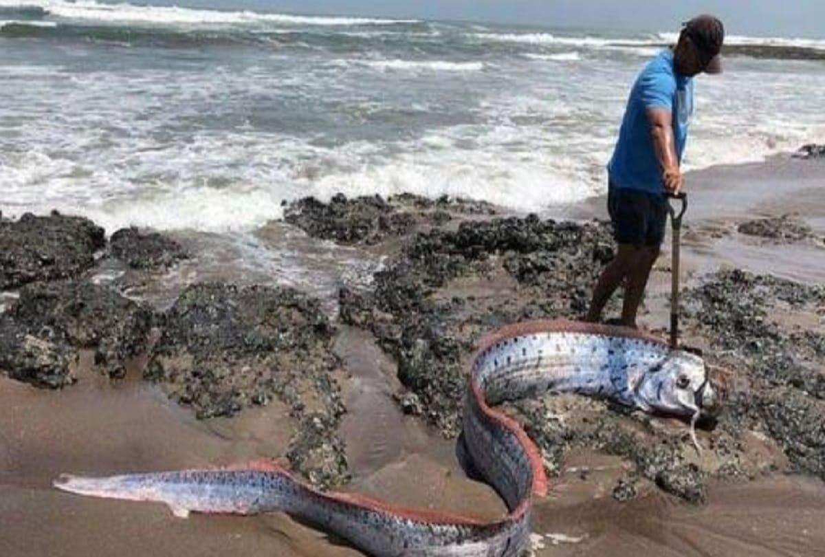 Japan fears earthquake and tsunami after rare fish caught on Sea surface