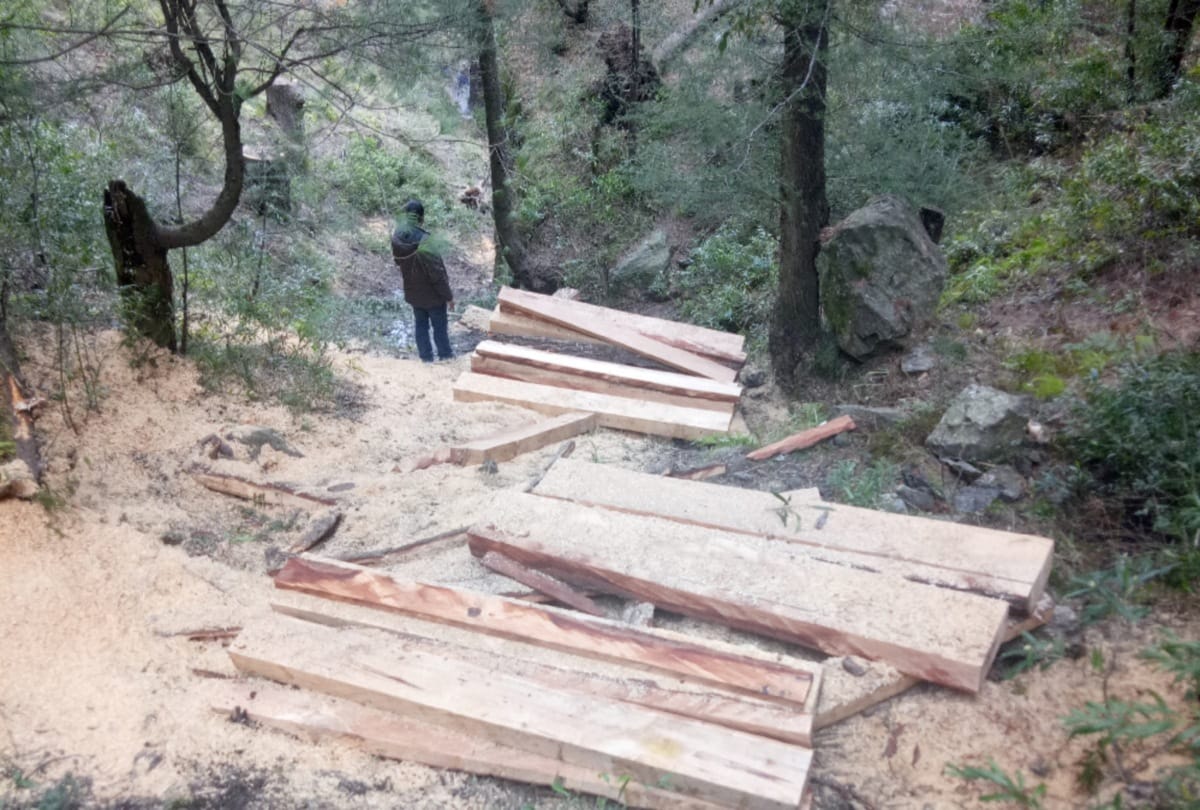 large scale illicit felling in kullu himachal bo and forest guard suspended