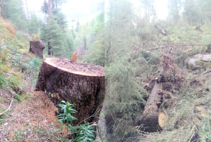 large scale illicit felling in kullu himachal bo and forest guard suspended