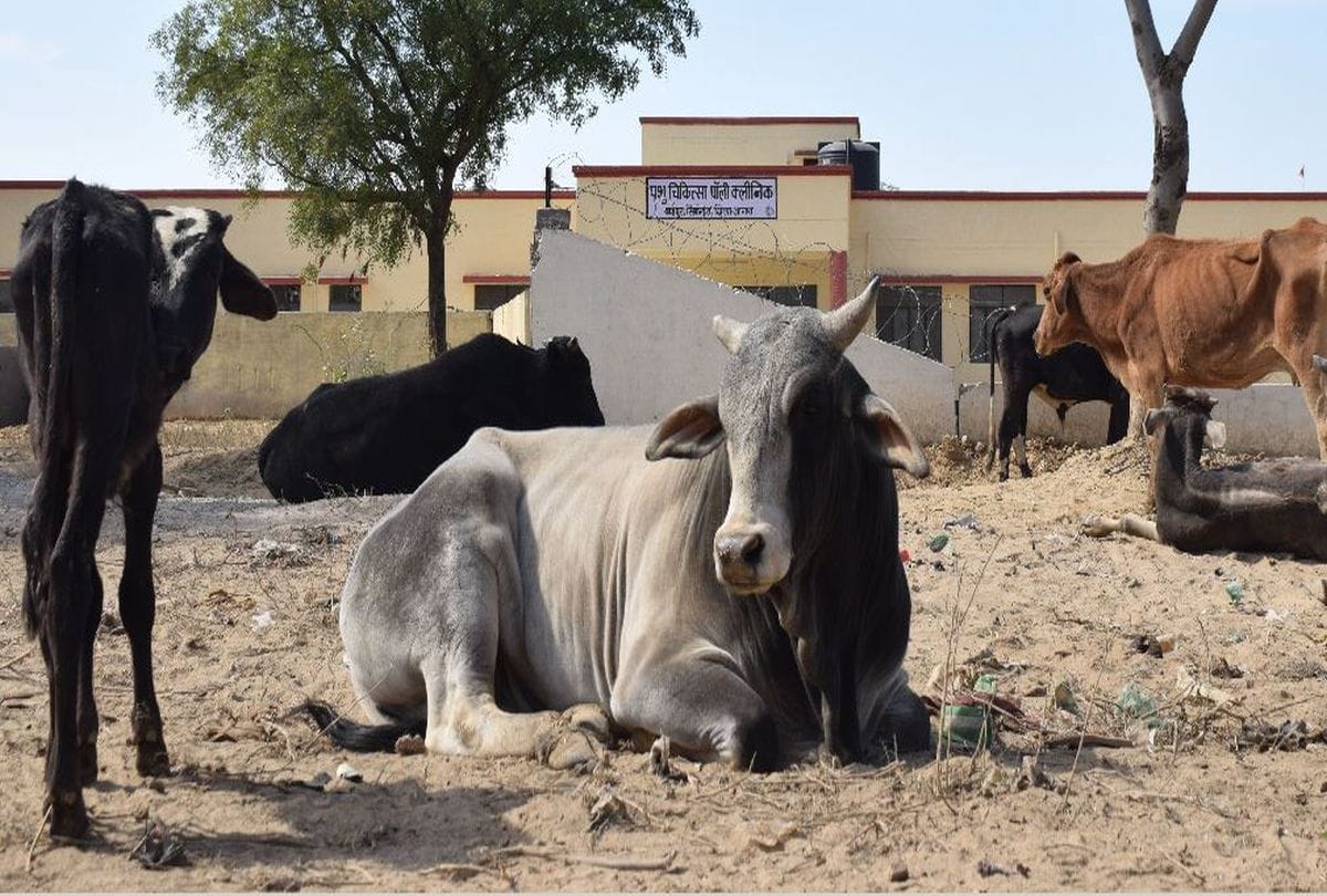 Govansh hunger and thirst in temporary goshala of agra