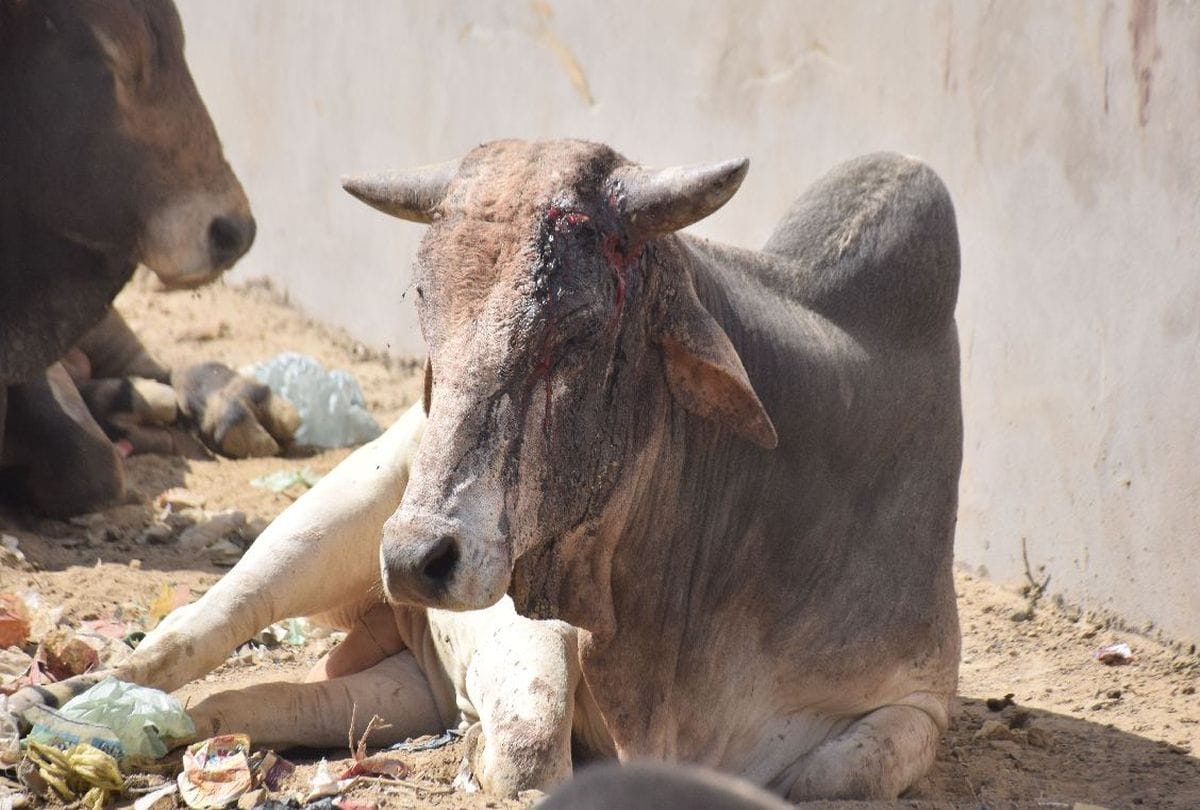 गोशाला निर्माण में ग्राम पंचायत करेंगी  सहयोग