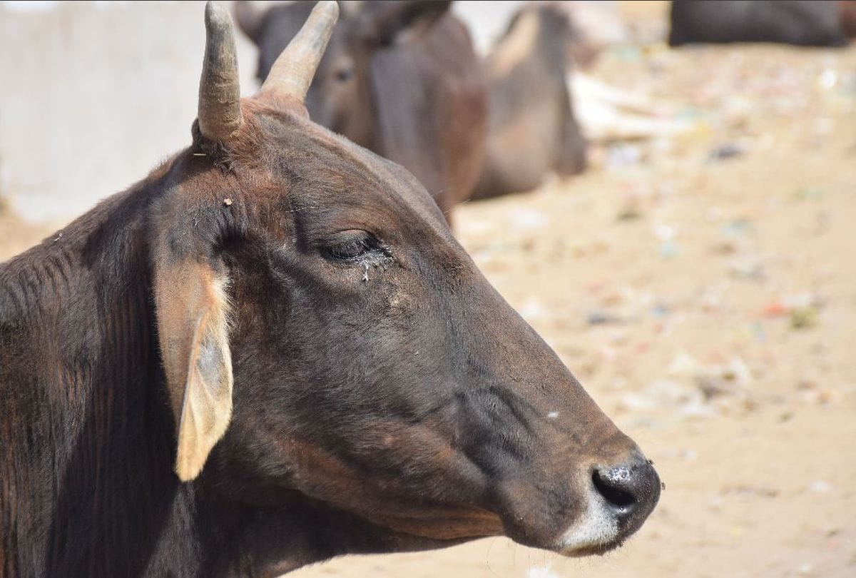 three animals died in kanpur dehat