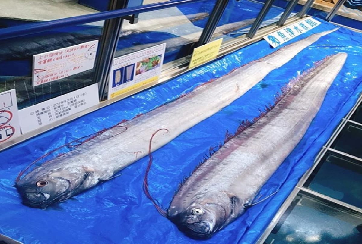 Japan fears earthquake and tsunami after rare fish caught on Sea surface