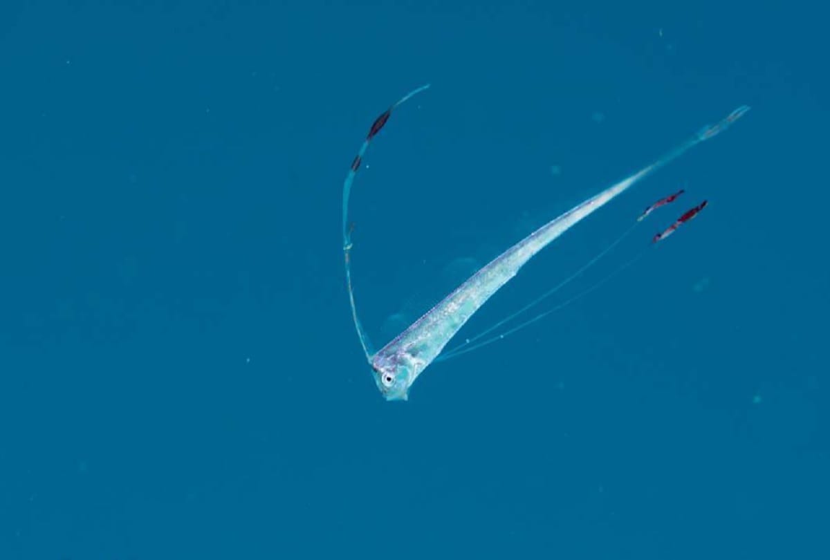 Japan fears earthquake and tsunami after rare fish caught on Sea surface