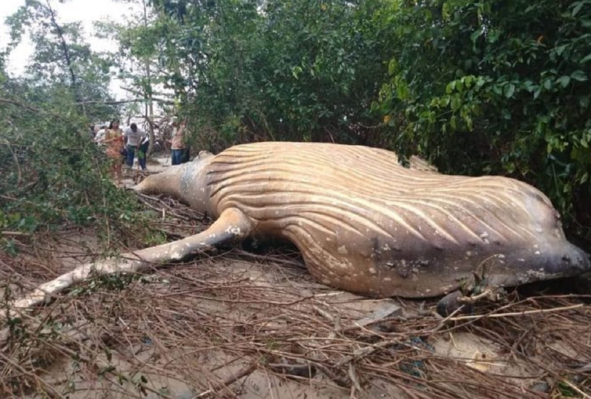 Humpback whale Fish found dead in Amazon jungle Brazil