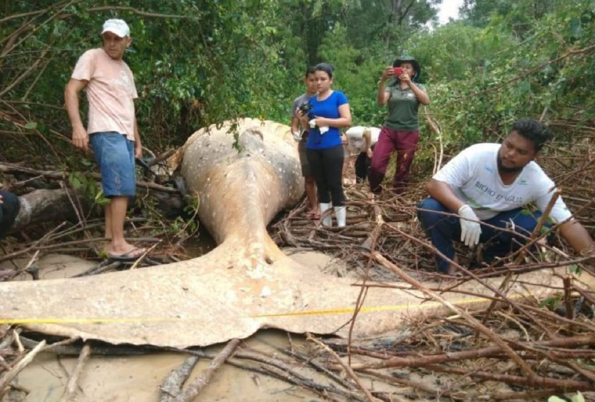 Humpback whale Fish found dead in Amazon jungle Brazil