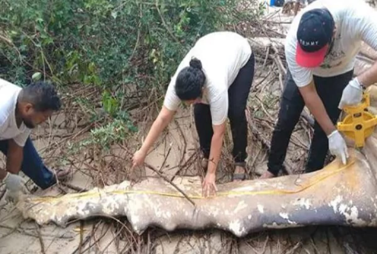 Humpback whale Fish found dead in Amazon jungle Brazil