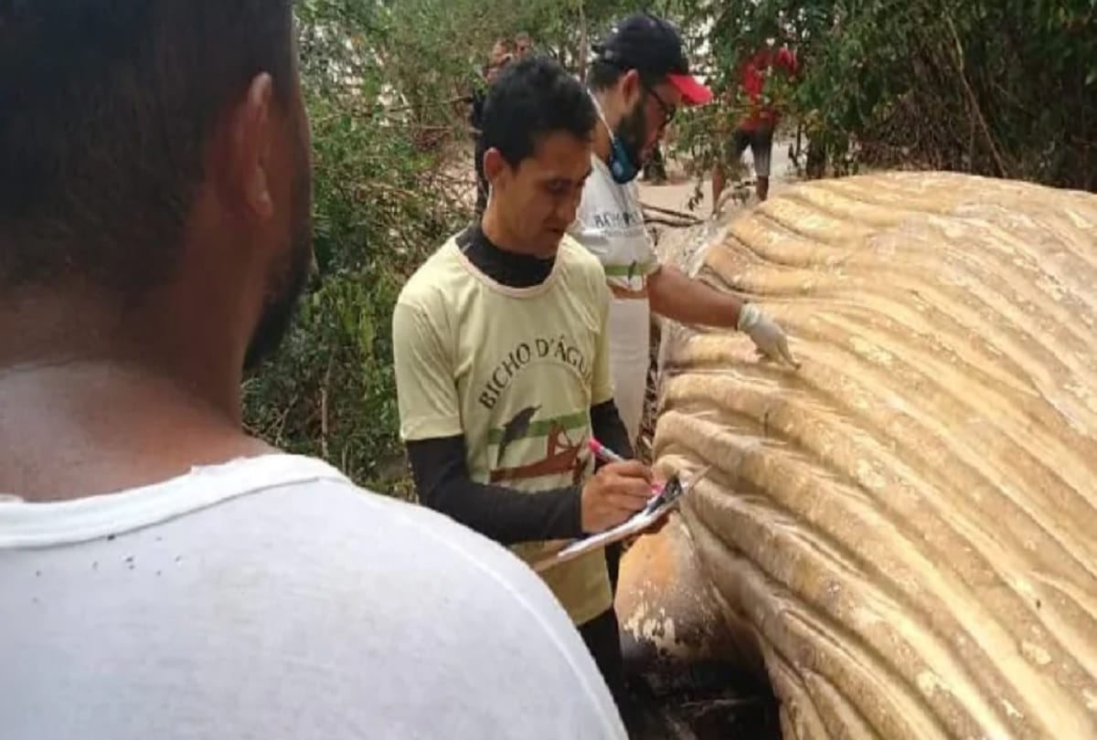 Humpback whale Fish found dead in Amazon jungle Brazil