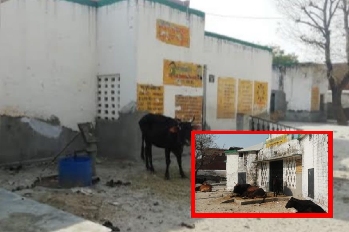 Villagers locked cattle in the government school in Meerut, student forced to study on road