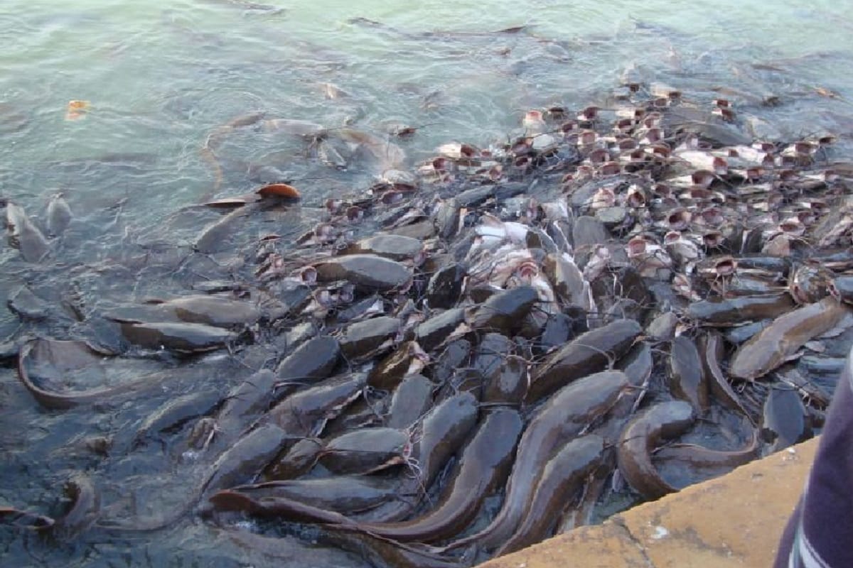 Meerut: Magur fish are growing in the rural areas of the countryside