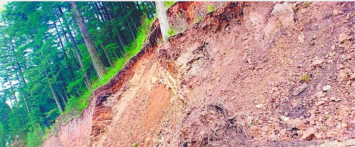 Eight trees are there on road side
