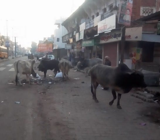 Kanha House is made even though the animals roaming on the streets