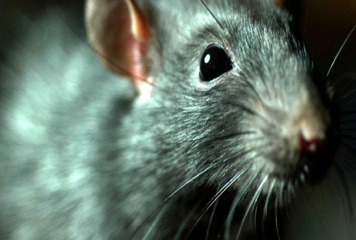 The body of a woman found near underpass which bited by many rats from many places