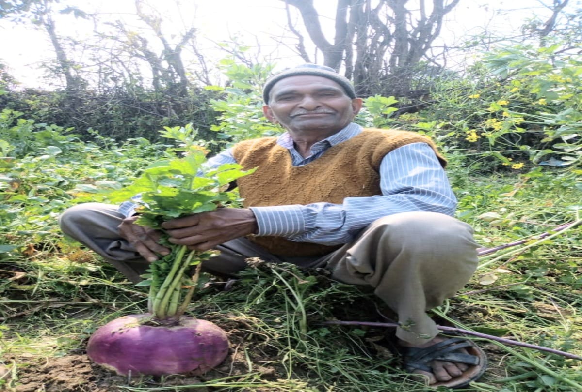 The farmers of Himachal grown three and a half kg Tumip in una