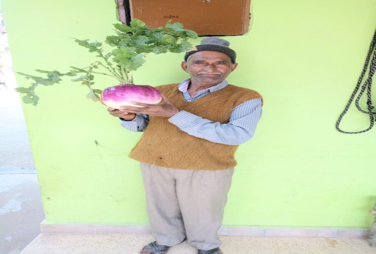 The farmers of Himachal grown three and a half kg Tumip in una