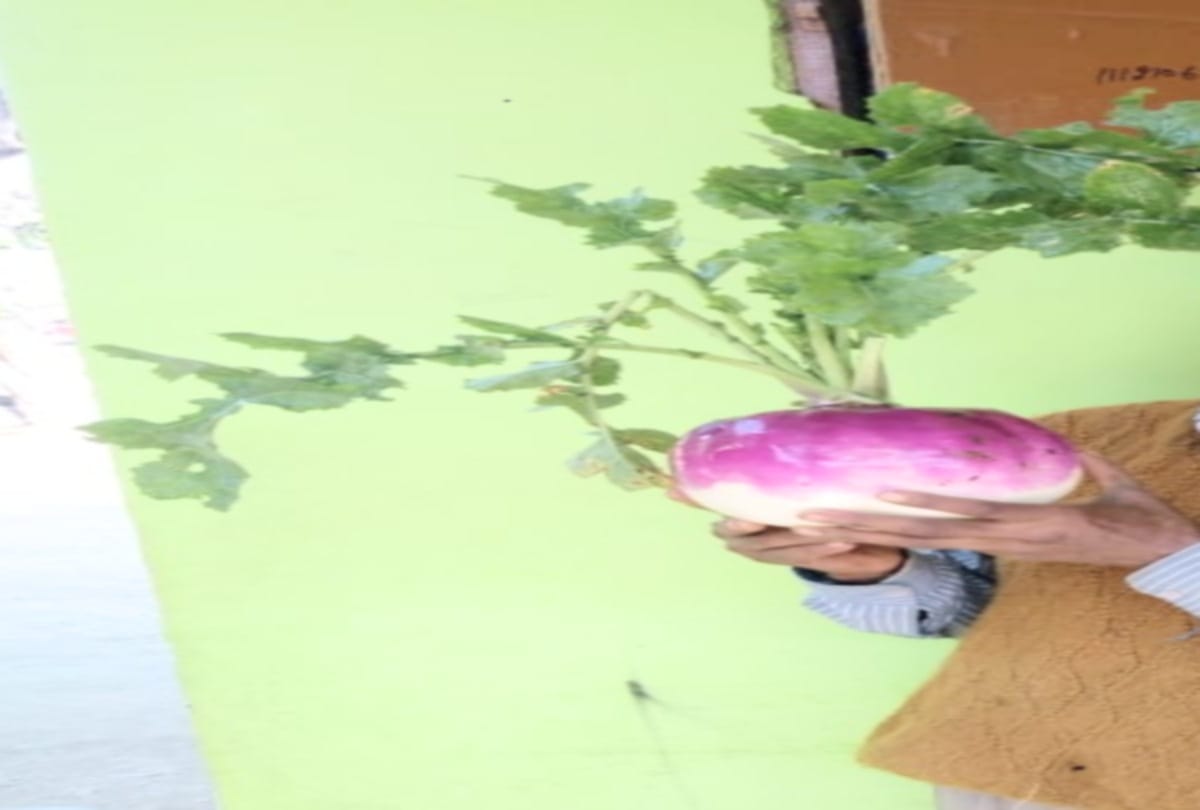 The farmers of Himachal grown three and a half kg Tumip in una