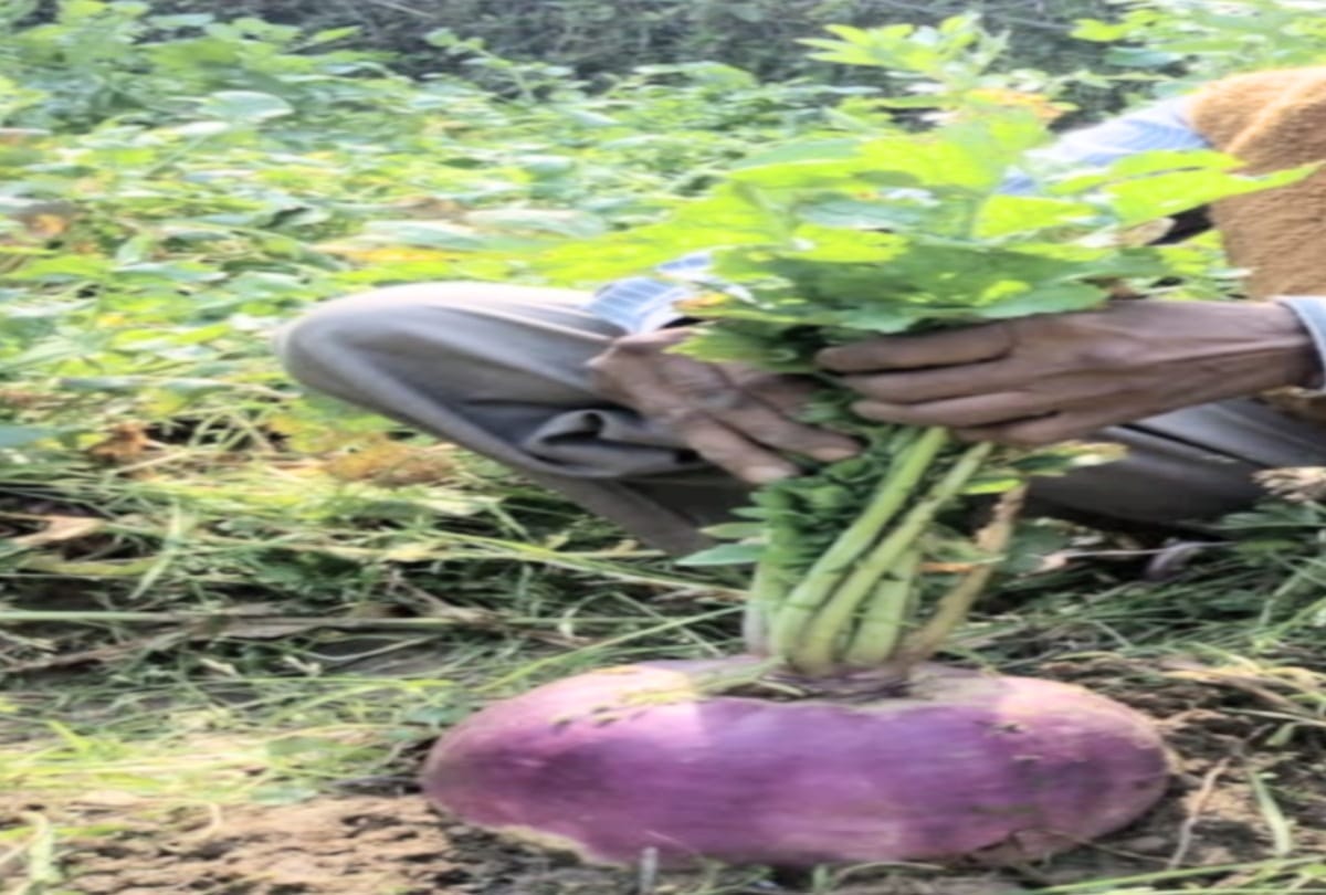 The farmers of Himachal grown three and a half kg Tumip in una