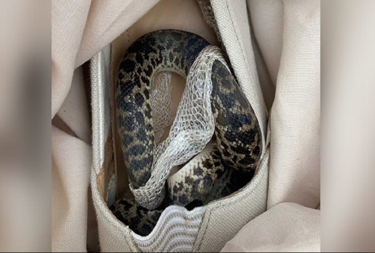 Python Travels From Australia To Scotland in flight, Hidden In women's shoes