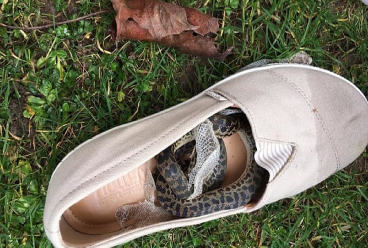 Python Travels From Australia To Scotland in flight, Hidden In women's shoes