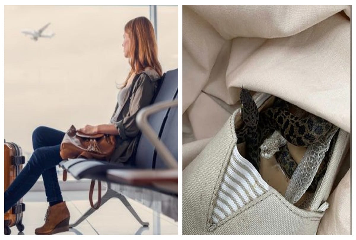 Python Travels From Australia To Scotland in flight, Hidden In women's shoes