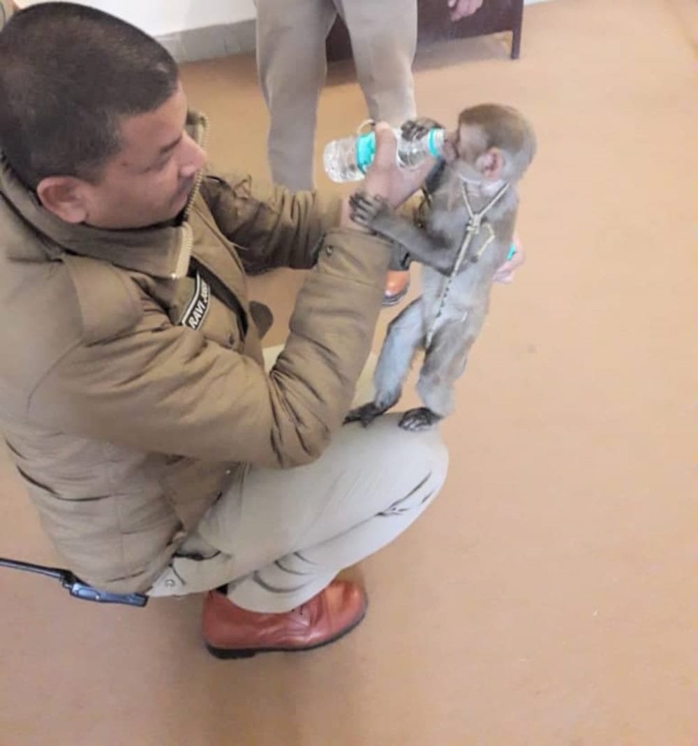 baby monkey rescue from hanuman mandir in dehradun cute picture