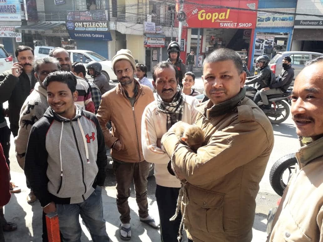 baby monkey rescue from hanuman mandir in dehradun cute picture