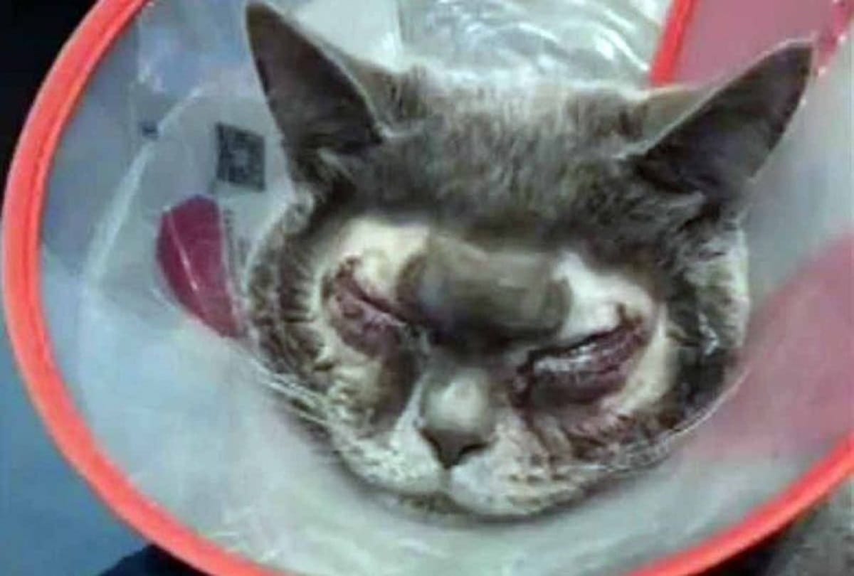 Woman spends 1 lakh rupees on plastic surgery for her cat to look beautiful