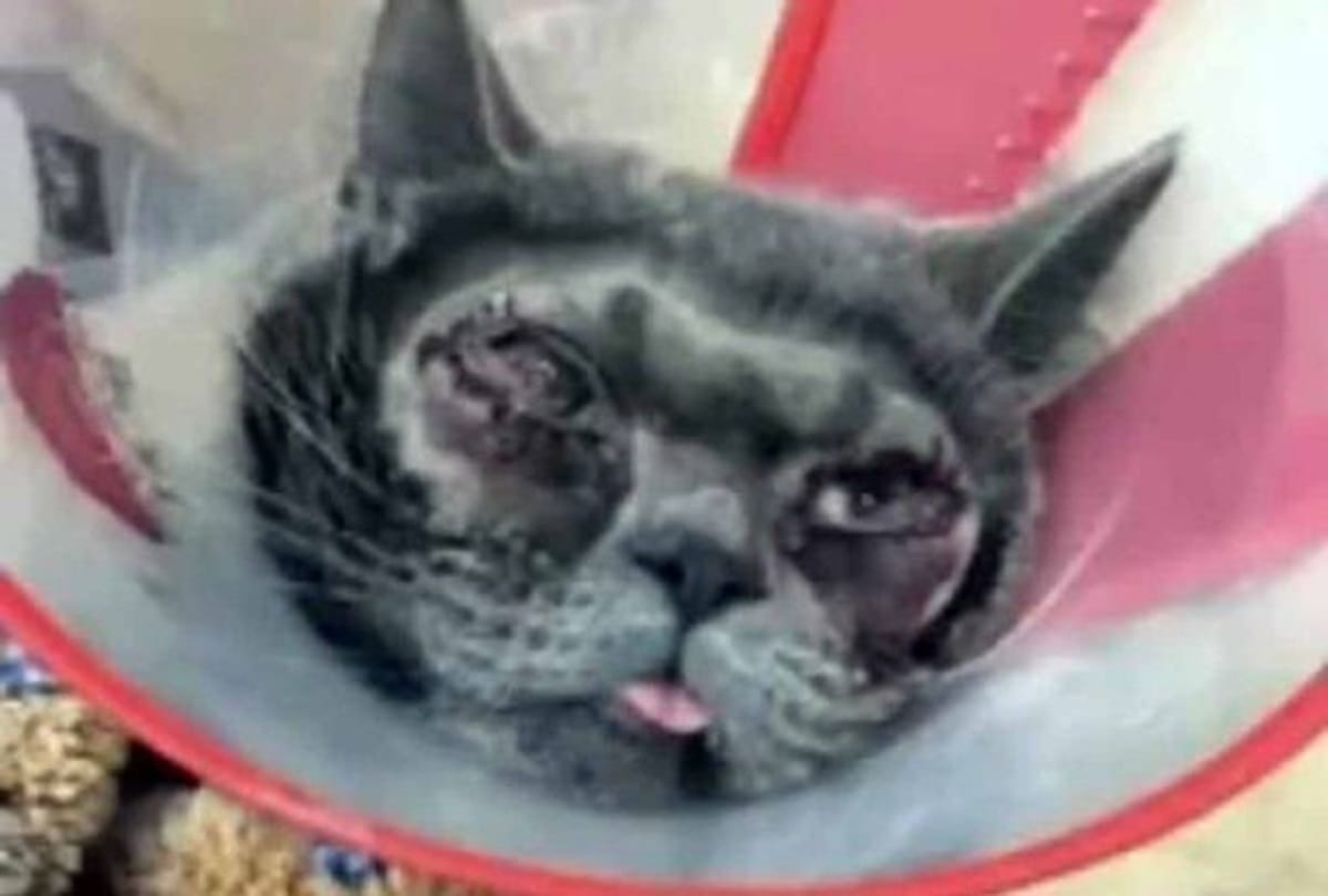 Woman spends 1 lakh rupees on plastic surgery for her cat to look beautiful
