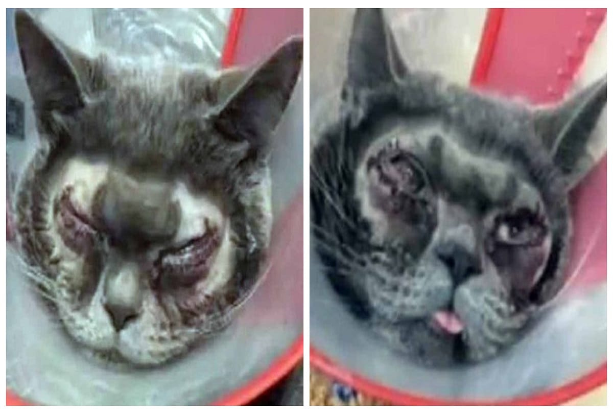 Woman spends 1 lakh rupees on plastic surgery for her cat to look beautiful