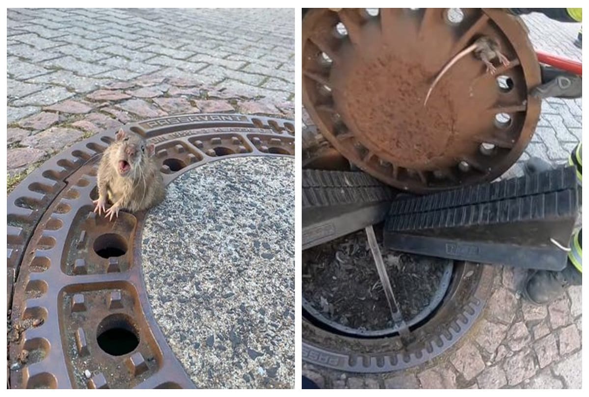 firefighters rescue a Giant rat found stuck in a manhole cover in germany