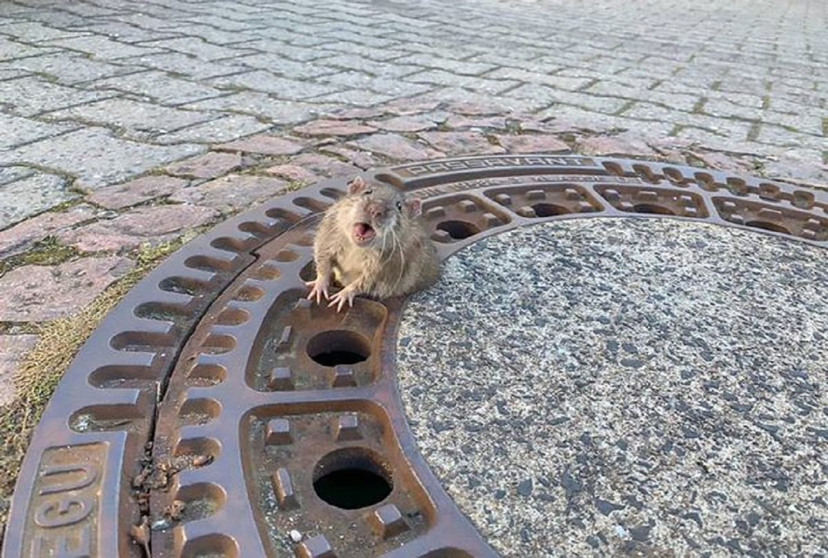 firefighters rescue a Giant rat found stuck in a manhole cover in germany